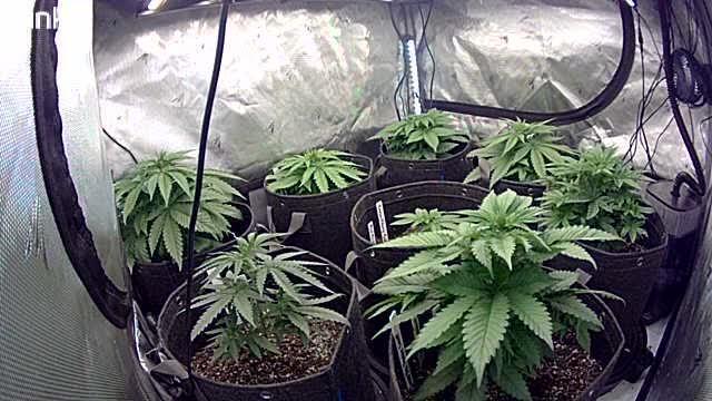 Crop_Top - 1st Grow 🌱