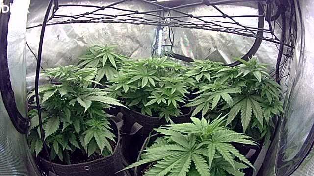 Crop_Top - 1st Grow 🌱