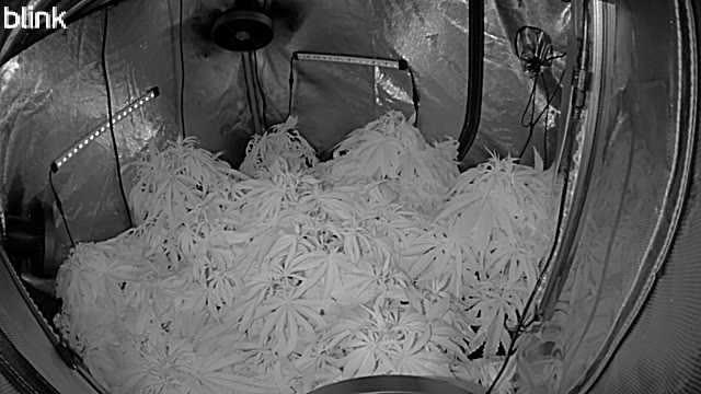 🌱 Crop_Top - 1st Grow EVER 🌱