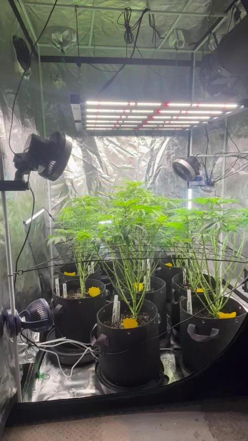 Crop_Top - 1st Grow 🌱