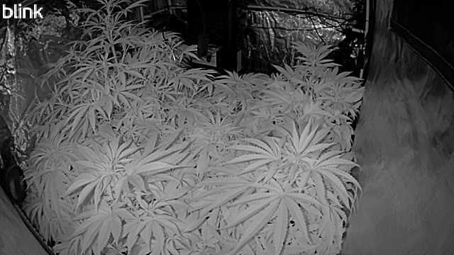 🌱 Crop_Top - 1st Grow EVER 🌱