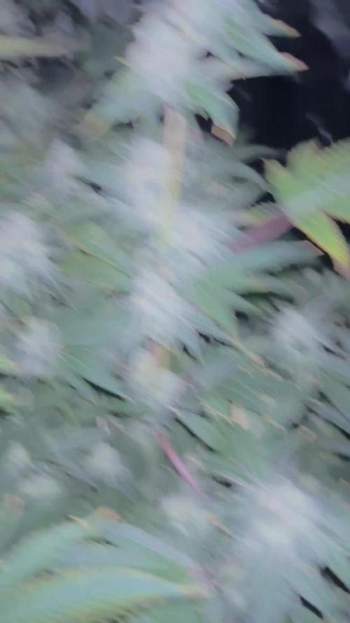 🌱 Crop_Top - 1st Grow EVER 🌱