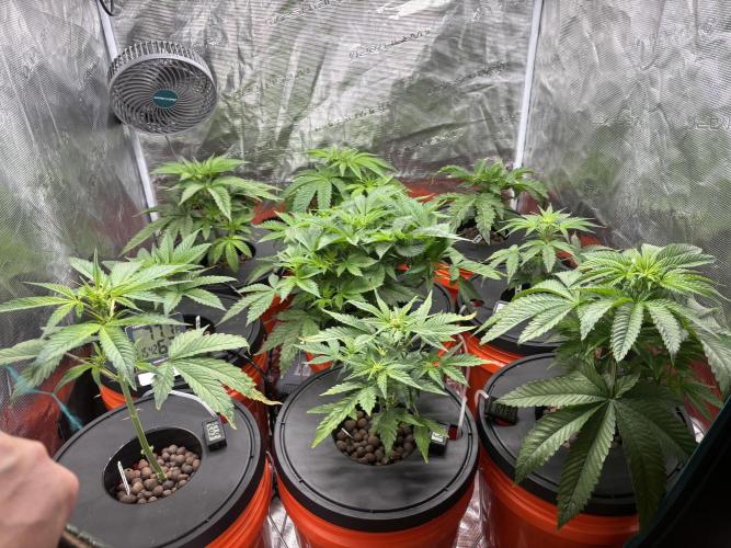 1st RDWC Grow. Week 7