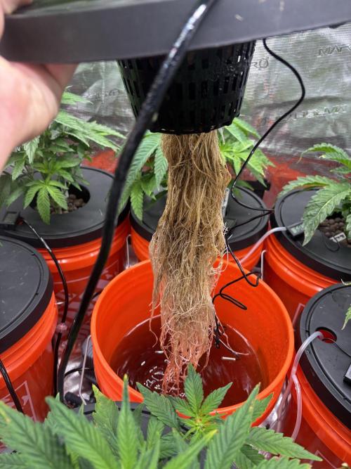 1st RDWC Grow. Week 7