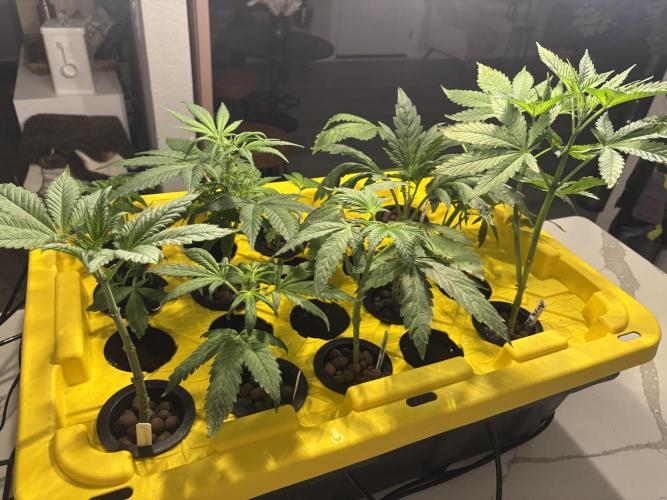 1st RDWC Grow. Week 7