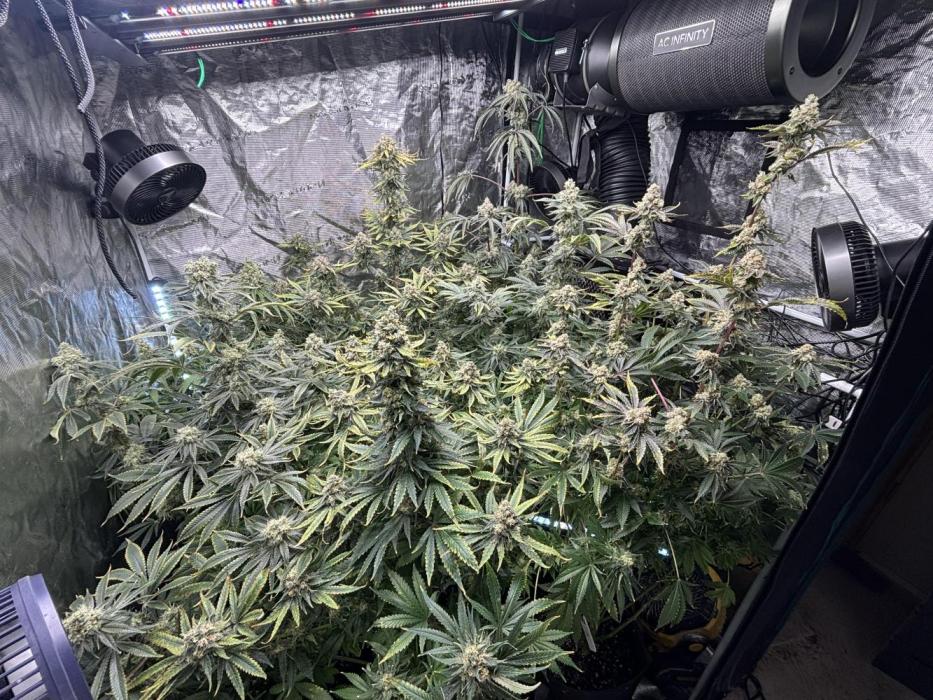 🌱 Crop_Top - 1st Grow EVER 🌱. Week 15