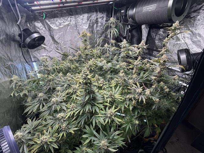 🌱 Crop_Top - 1st Grow EVER 🌱. Week 15