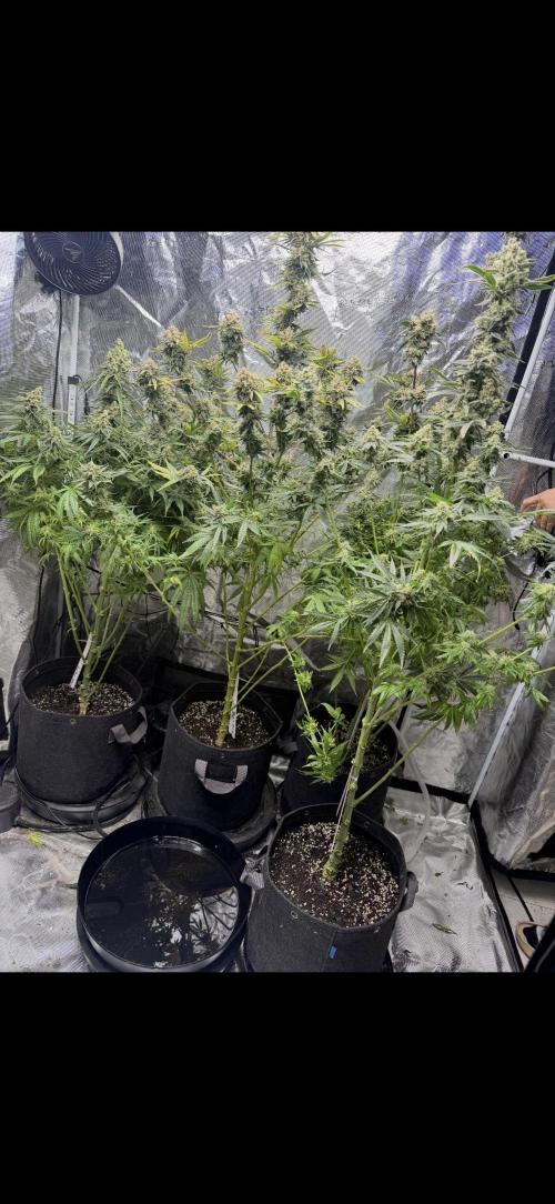 🌱 Crop_Top - 1st Grow EVER 🌱. Week 15