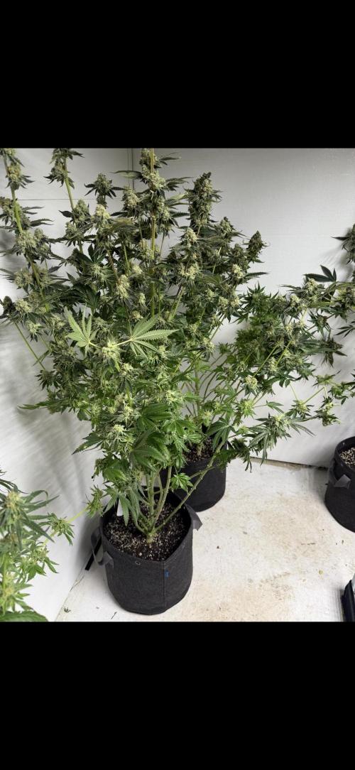 🌱 Crop_Top - 1st Grow EVER 🌱. Week 15