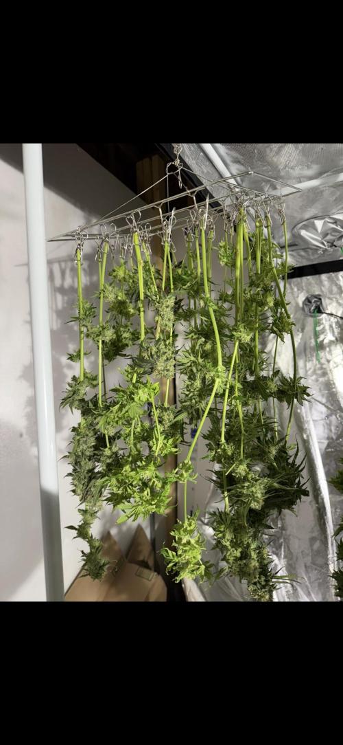 🌱 Crop_Top - 1st Grow EVER 🌱. Week 15