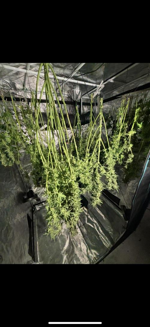 🌱 Crop_Top - 1st Grow EVER 🌱. Week 15