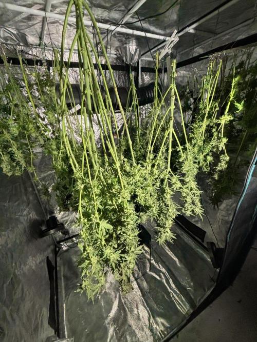 🌱 Crop_Top - 1st Grow EVER 🌱. Week 15