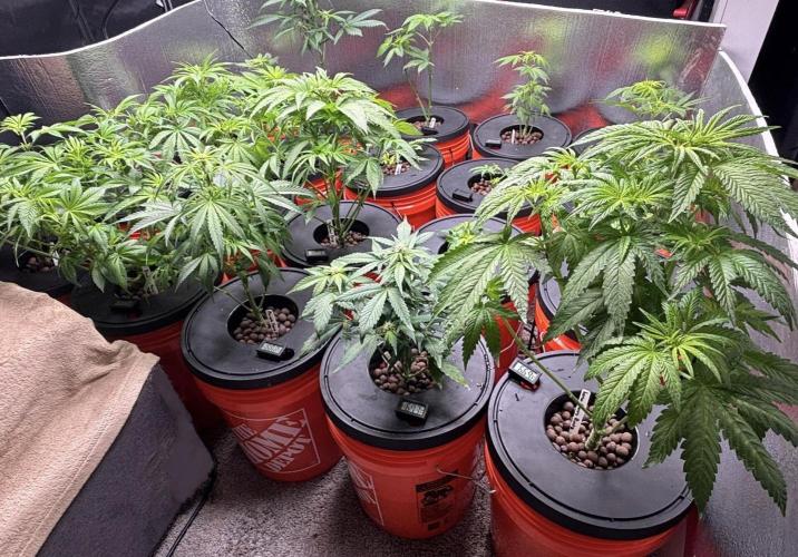 1st RDWC Grow. Week 8