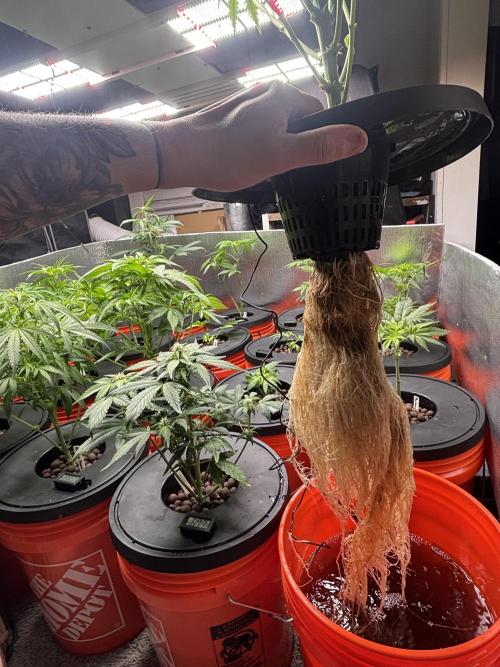 1st RDWC Grow. Week 8