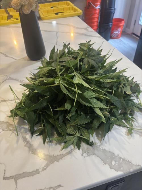 1st RDWC Grow. Week 8