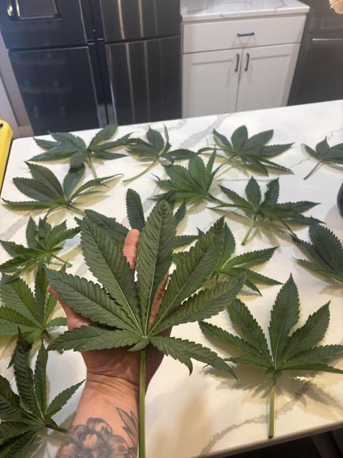 1st RDWC Grow. Week 8