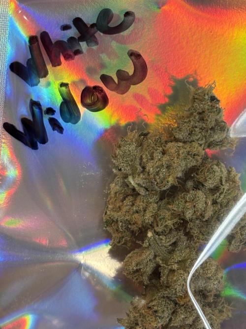 🌱 Crop_Top - 1st Grow EVER 🌱. Week 15