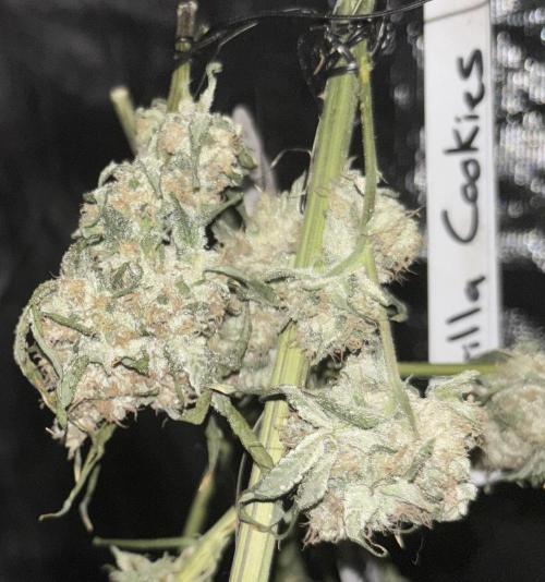 🌱 Crop_Top - 1st Grow EVER 🌱. Week 15