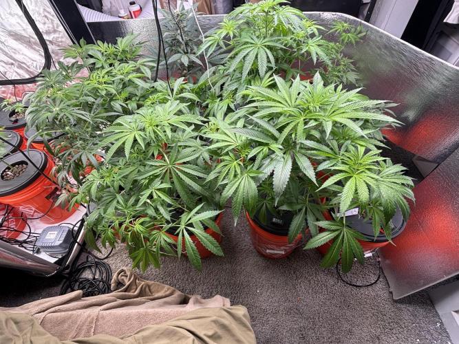 1st RDWC Grow. Week 9