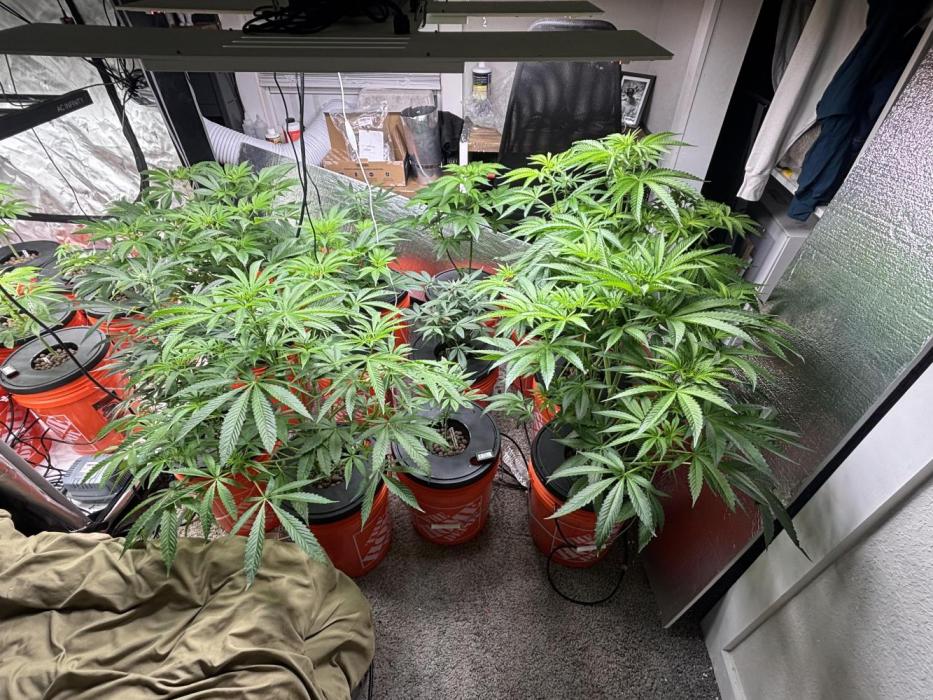 1st RDWC Grow. Week 10