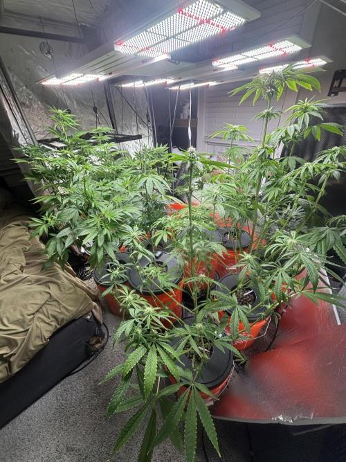 1st RDWC Grow. Week 11