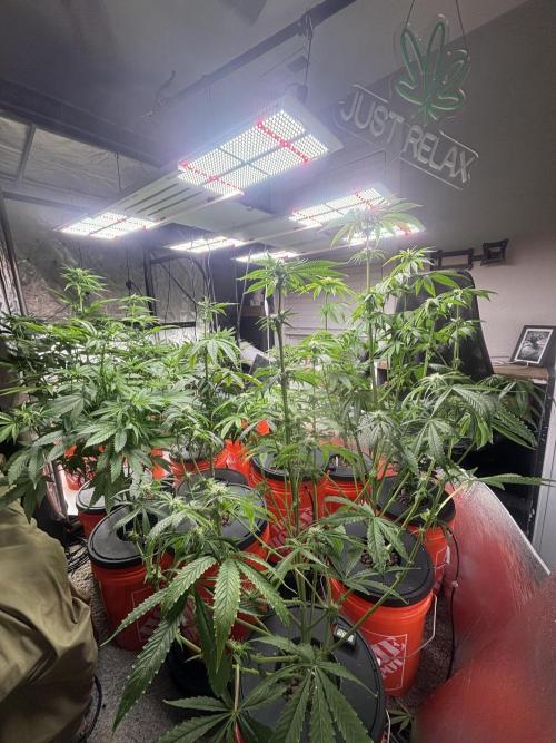 1st RDWC Grow. Week 11