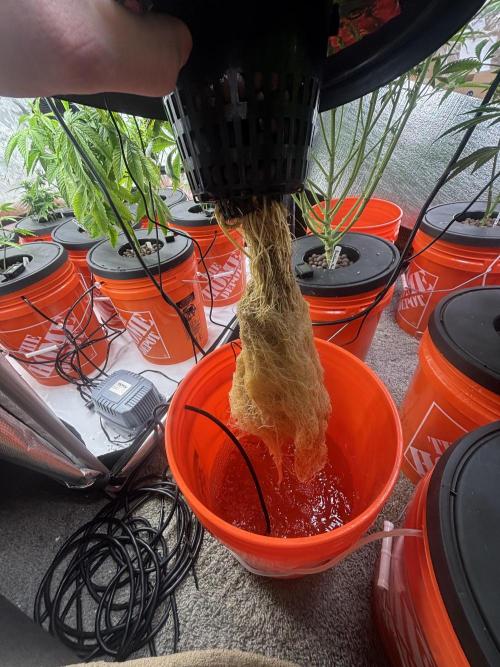 1st RDWC Grow. Week 11