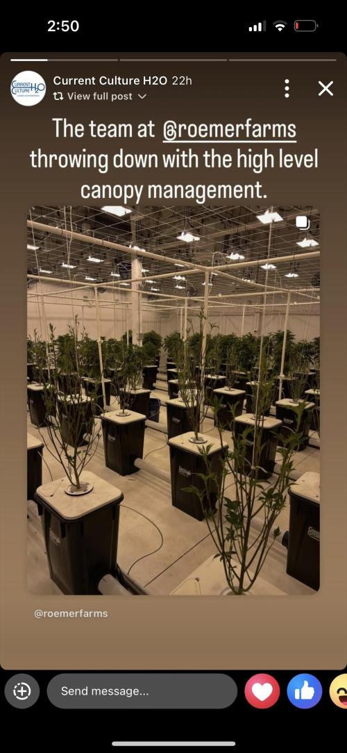 1st RDWC Grow. Week 11