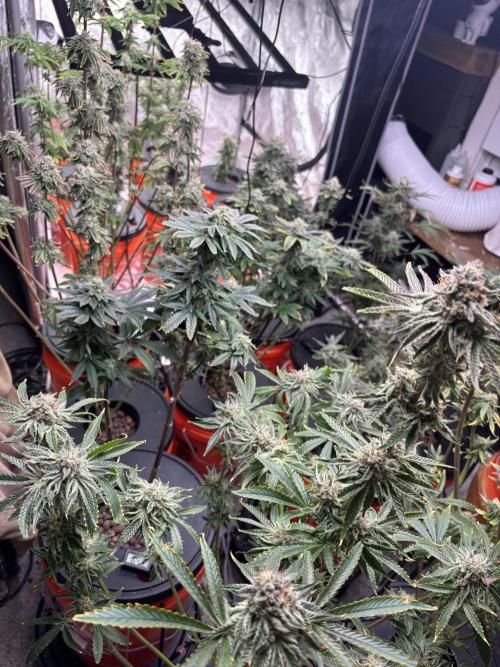 1st RDWC Grow. Week 15