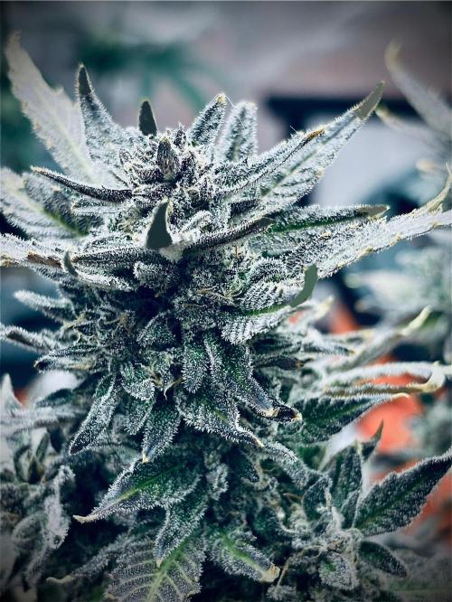 1st RDWC Grow. Week 15