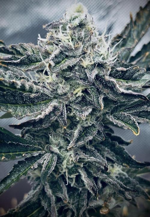 1st RDWC Grow. Week 15