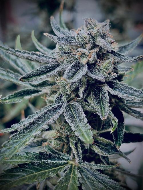 1st RDWC Grow. Week 15