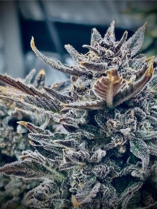 1st RDWC Grow. Week 15