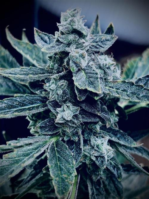 1st RDWC Grow. Week 15