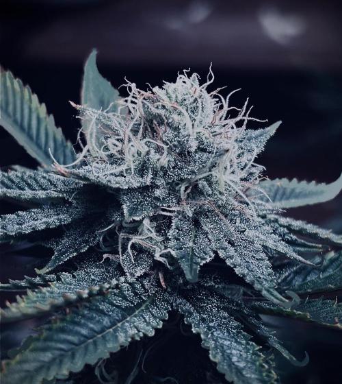 1st RDWC Grow. Week 15