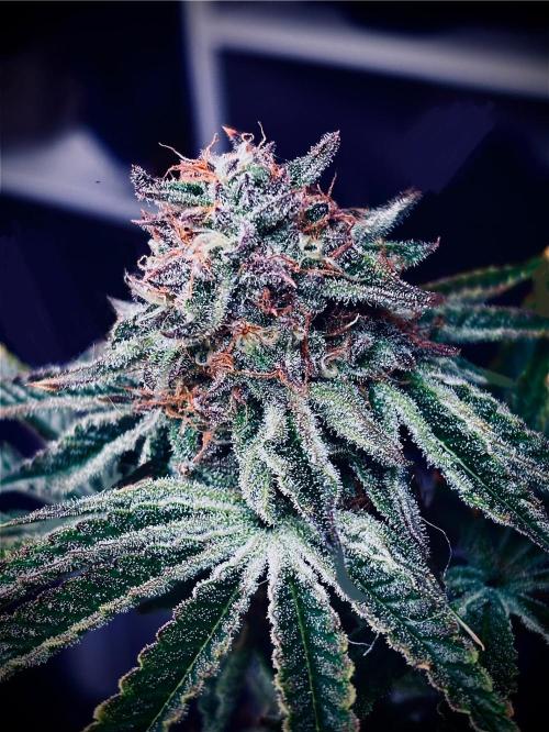 1st RDWC Grow. Week 15