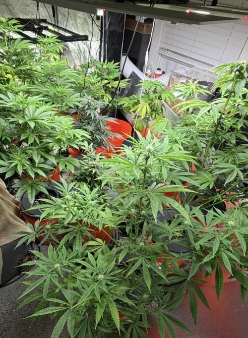 1st RDWC Grow. Week 15