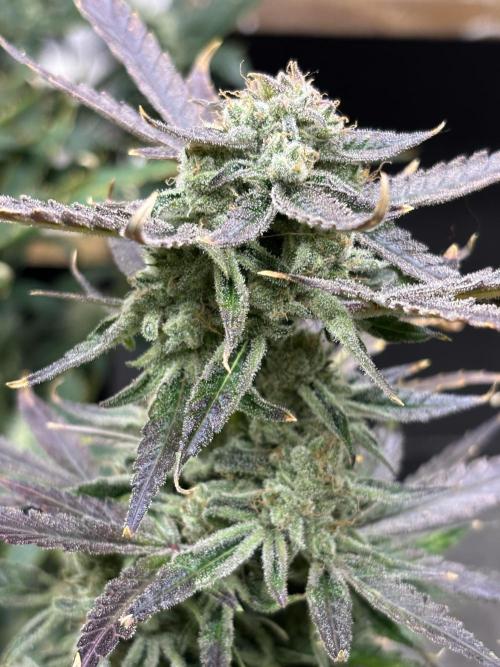 1st RDWC Grow. Week 15