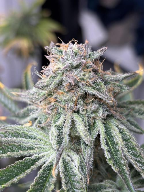 1st RDWC Grow. Week 15