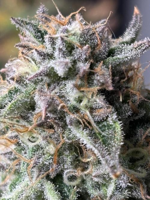 1st RDWC Grow. Week 15