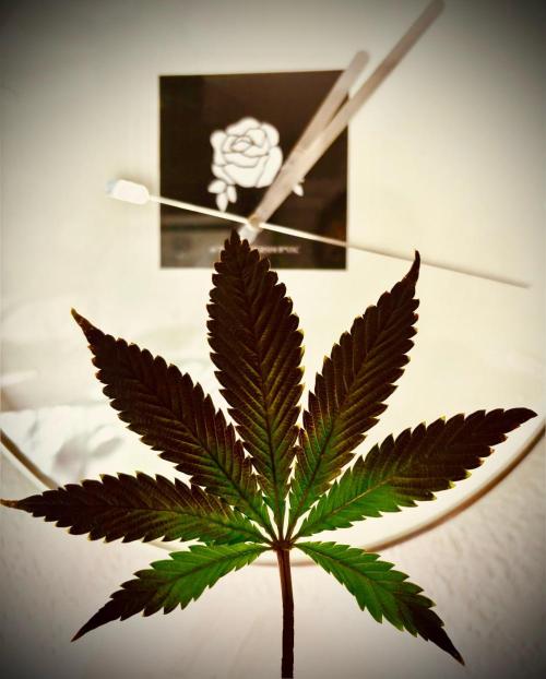 1st RDWC Grow. Week 15