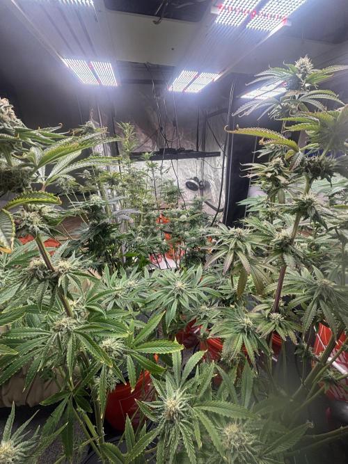 1st RDWC Grow. Week 15