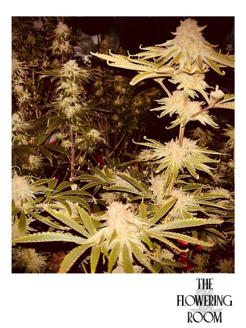 1st RDWC Grow. Week 15