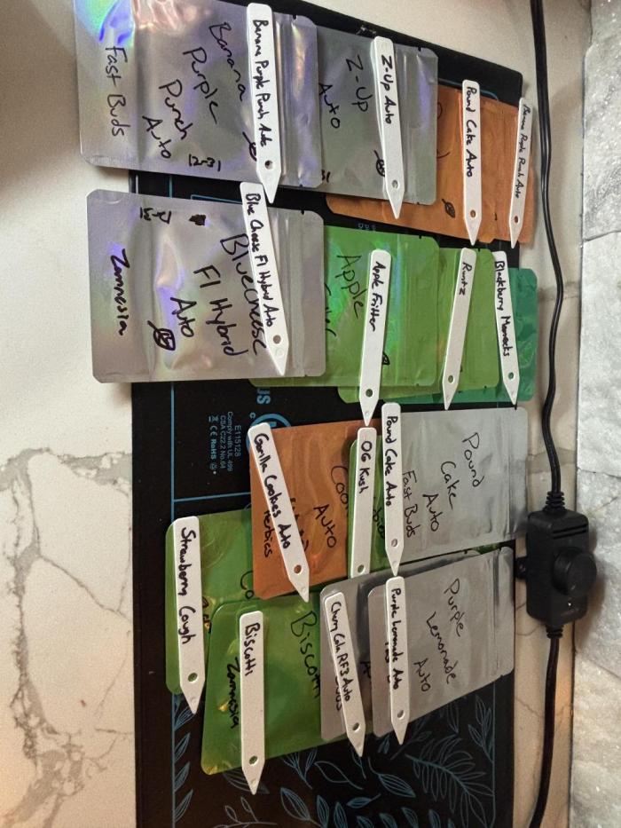 Current Culture System - Test Run. Week 0