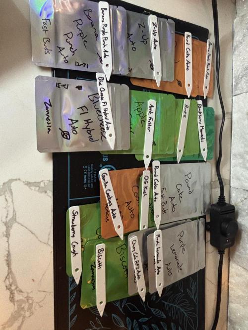 Current Culture System - Test Run. Week 0