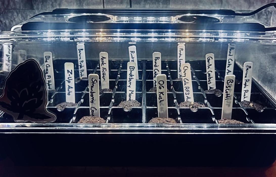 Current Culture System - Test Run. Week 1