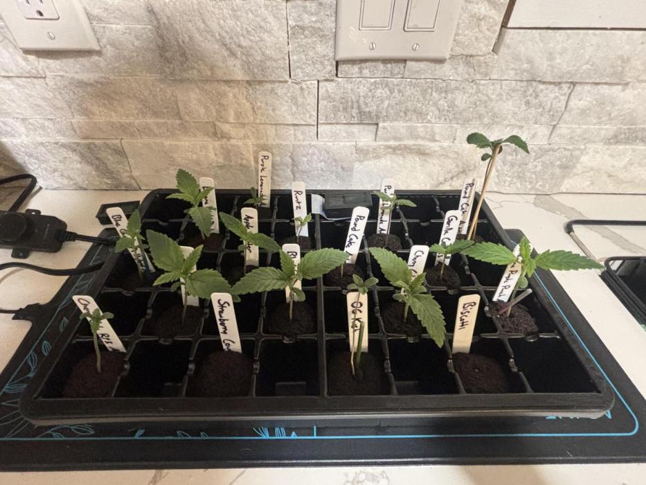 Current Culture System - Test Run. Week 2