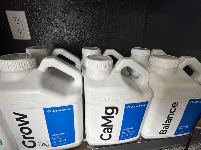 Current Culture System - Test Run. Week 3