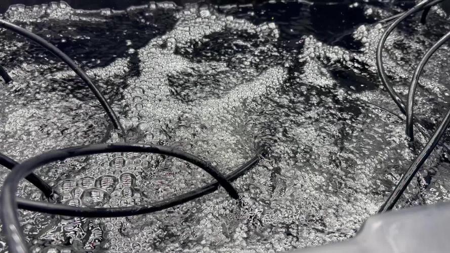 Current Culture System - Test Run