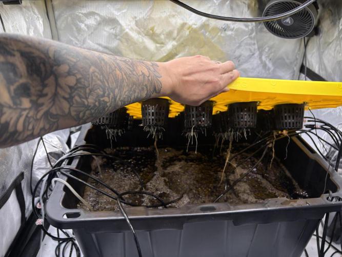 Current Culture System - Test Run. Week 3